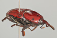 Rhynchophorus ferrugineus, Red palm weevil