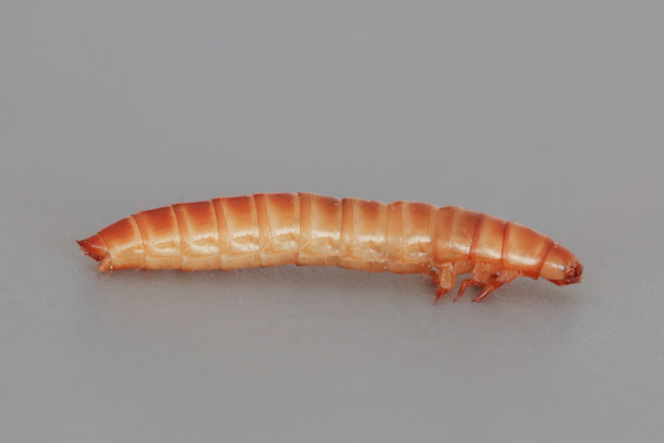 Larva del escarabajo del estiércol. La larva es alargada, con seis patas cercana s ala cabeza. El abdomen es grueso.