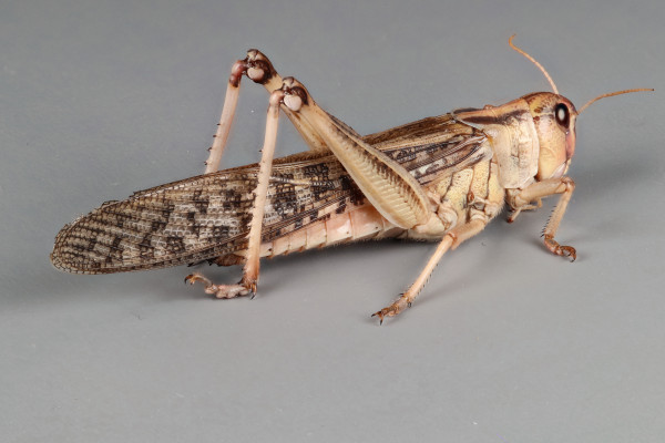 Locusta migratoria (Linnaeus, 1758) | Insects as Food and Feed