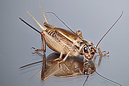 Acheta domesticus, House cricket