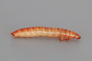 Alphitobius diaperinus, Lesser mealworm