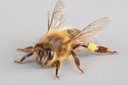 Apis mellifera, European honey bee
