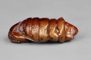 Bombyx mori, Silkworm