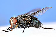 Calliphora vomitoria, Blue bottle fly