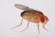 Drosophila melanogaster, Vinegar fly