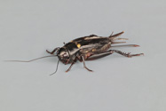 Gryllus_bimaculatus, Southern field cricket
