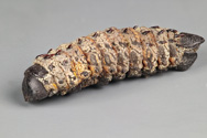 Imbrasia belina, Mopane caterpillar