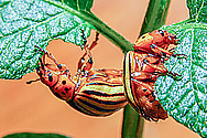 Leptinotarsa decemlineata, Colorado potato beetle