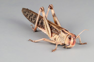 Locusta migratoria, Migratory locust