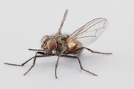 Musca domestica, House fly