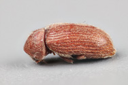Stegobium paniceum, Drugstore beetle