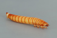 Tenebrio_molitor, Yellow mealworm